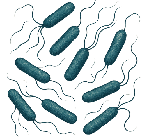 [NA.1528] Antibiotic Medium Nº 11 (Neomycin Test)